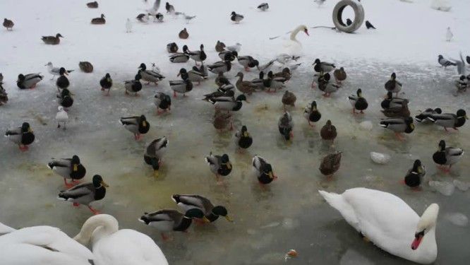 Read more about the article Ptice nikako ne hranite hlebom: Važno upozorenje za sve koji se šetaju pored ledenih reka