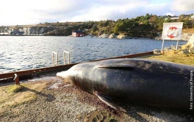 U stomaku nasukanog kita pronađeno 30 plastičnih kesa 1