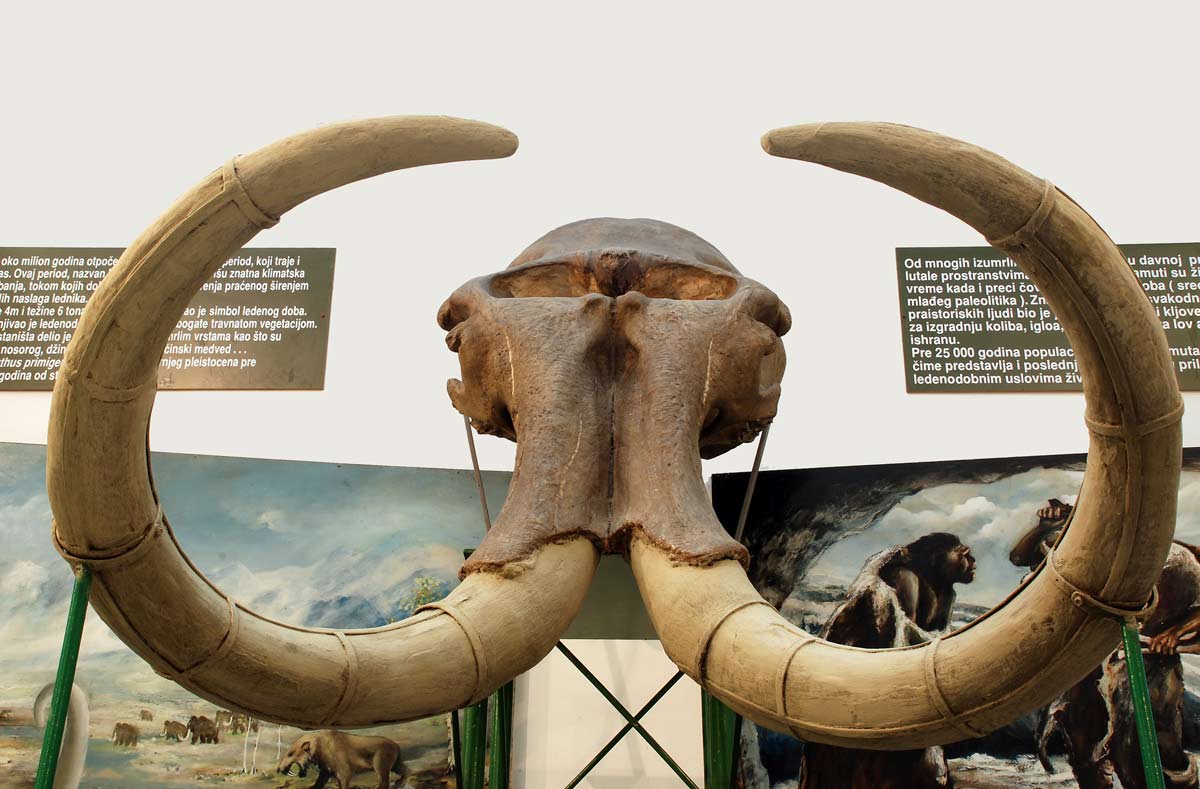 Read more about the article Runasti mamut na pragu „vaskrsenja“