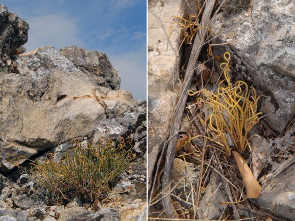 На обронцима Старе планине откривена нова врста биљке 98