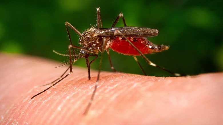Read more about the article Мирис који привлачи комарце