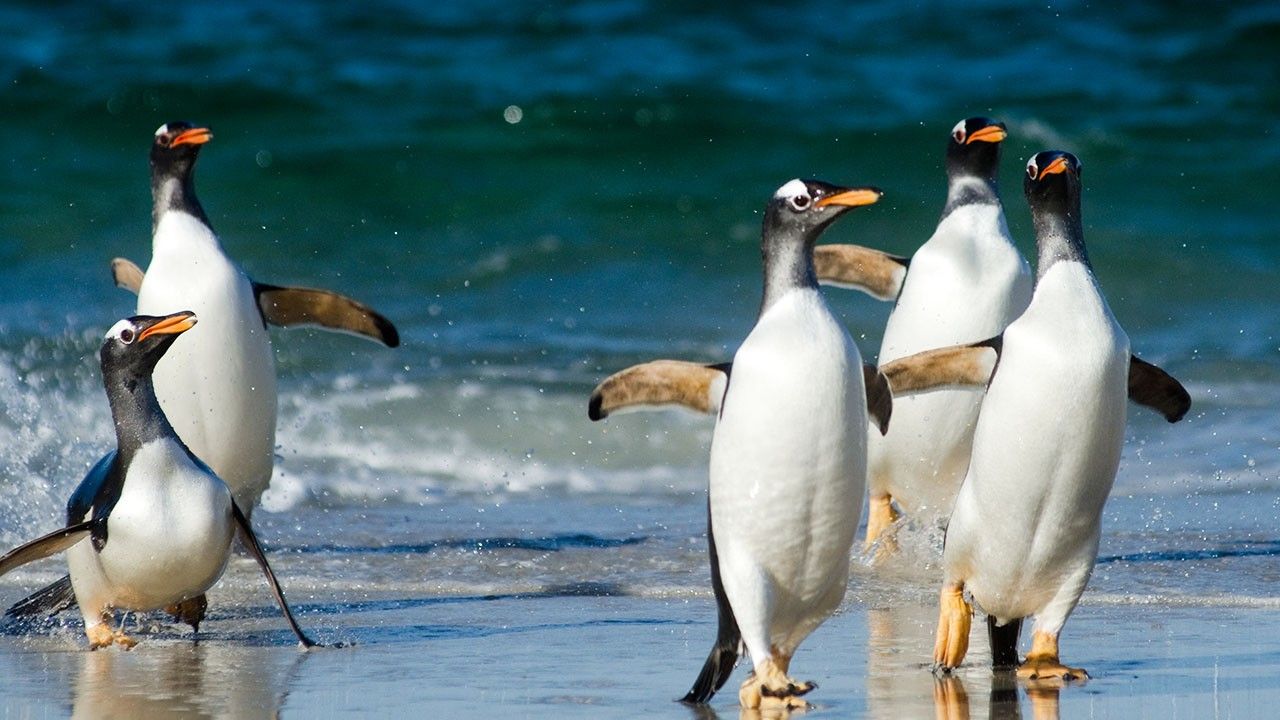 Пингвини – отмени, прилагодљиви, отпорни 2