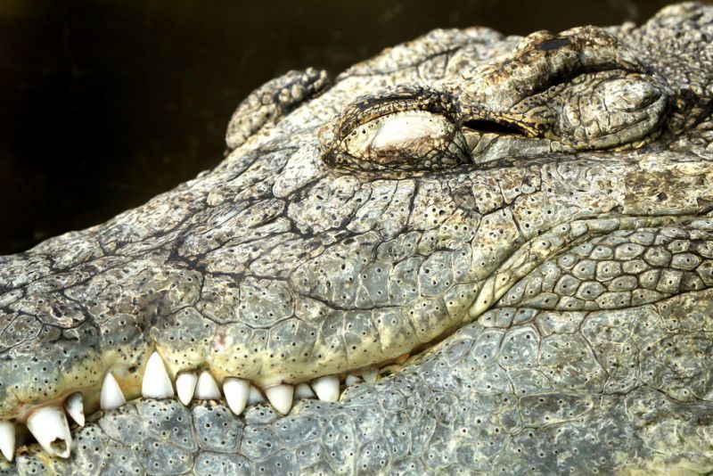 Крокодили: хладнокрвне убице 1