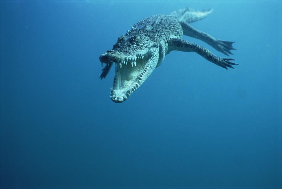 Крокодили: хладнокрвне убице 4