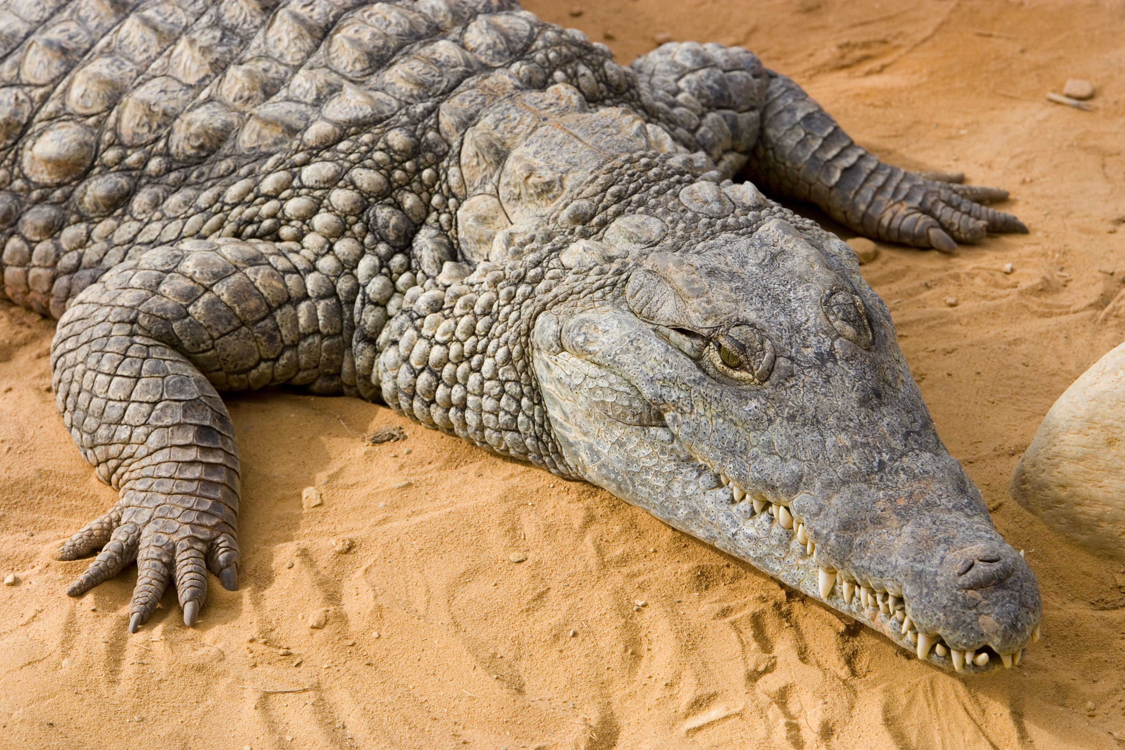 Крокодили: хладнокрвне убице 2