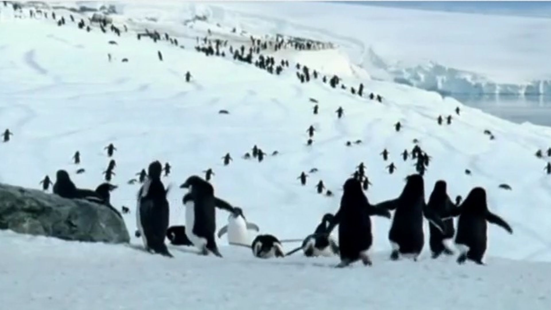 Пингвини – отмени, прилагодљиви, отпорни 5