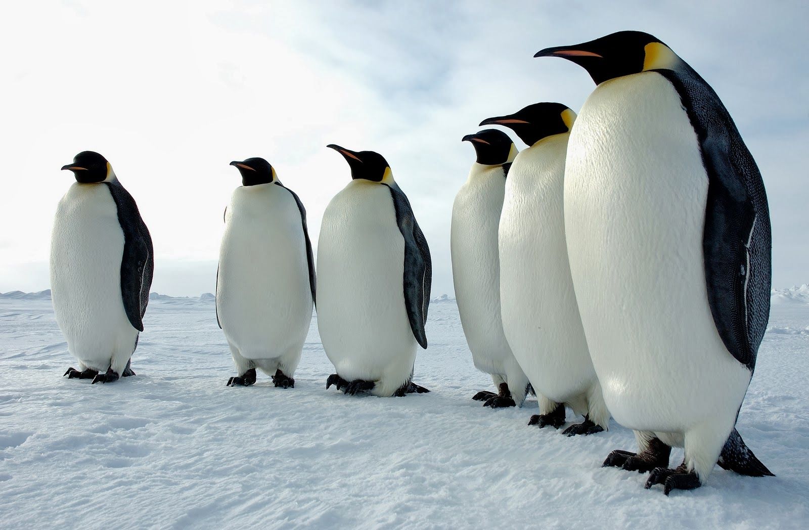 Пингвини – отмени, прилагодљиви, отпорни 1