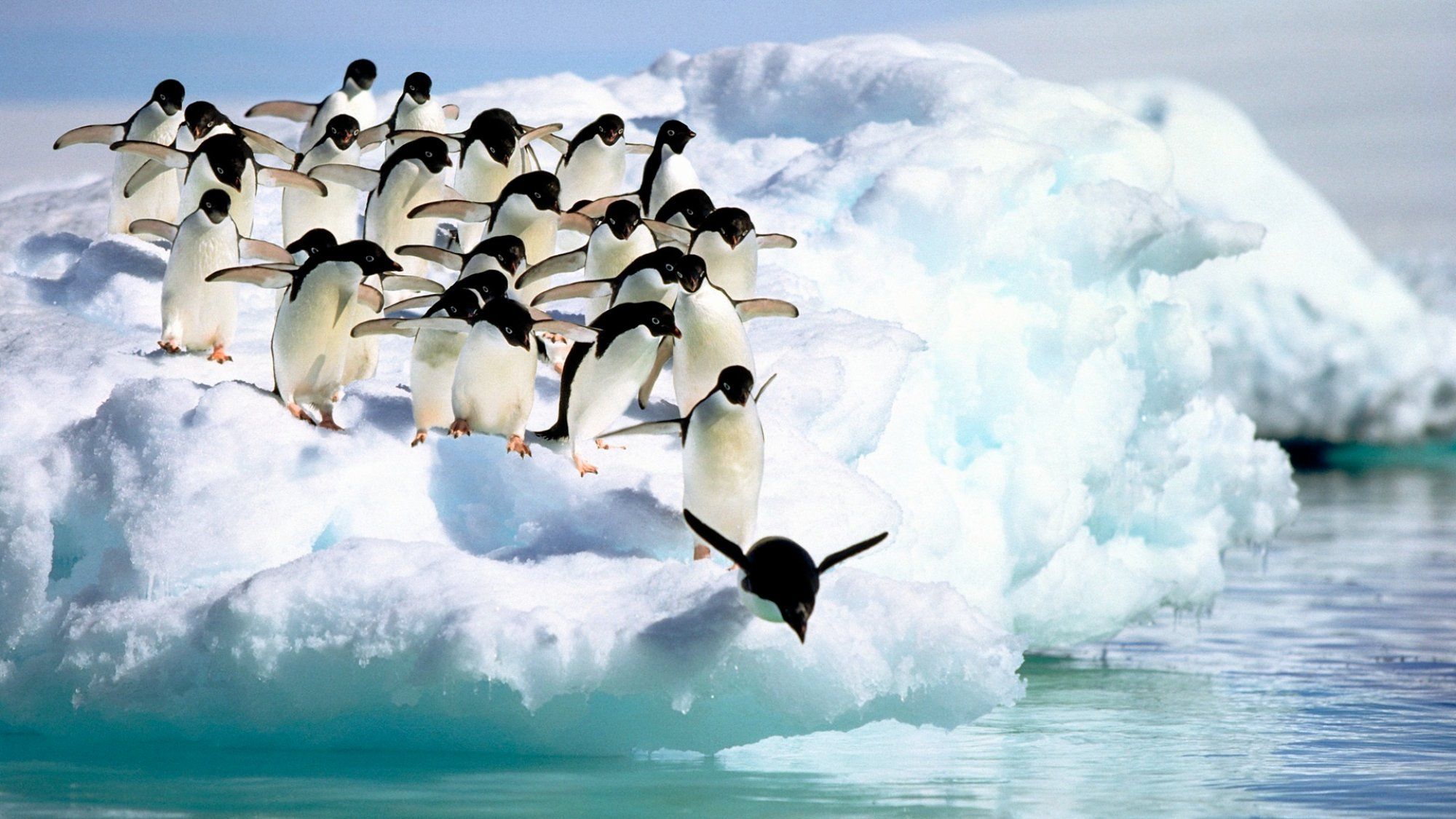 Пингвини – отмени, прилагодљиви, отпорни 4