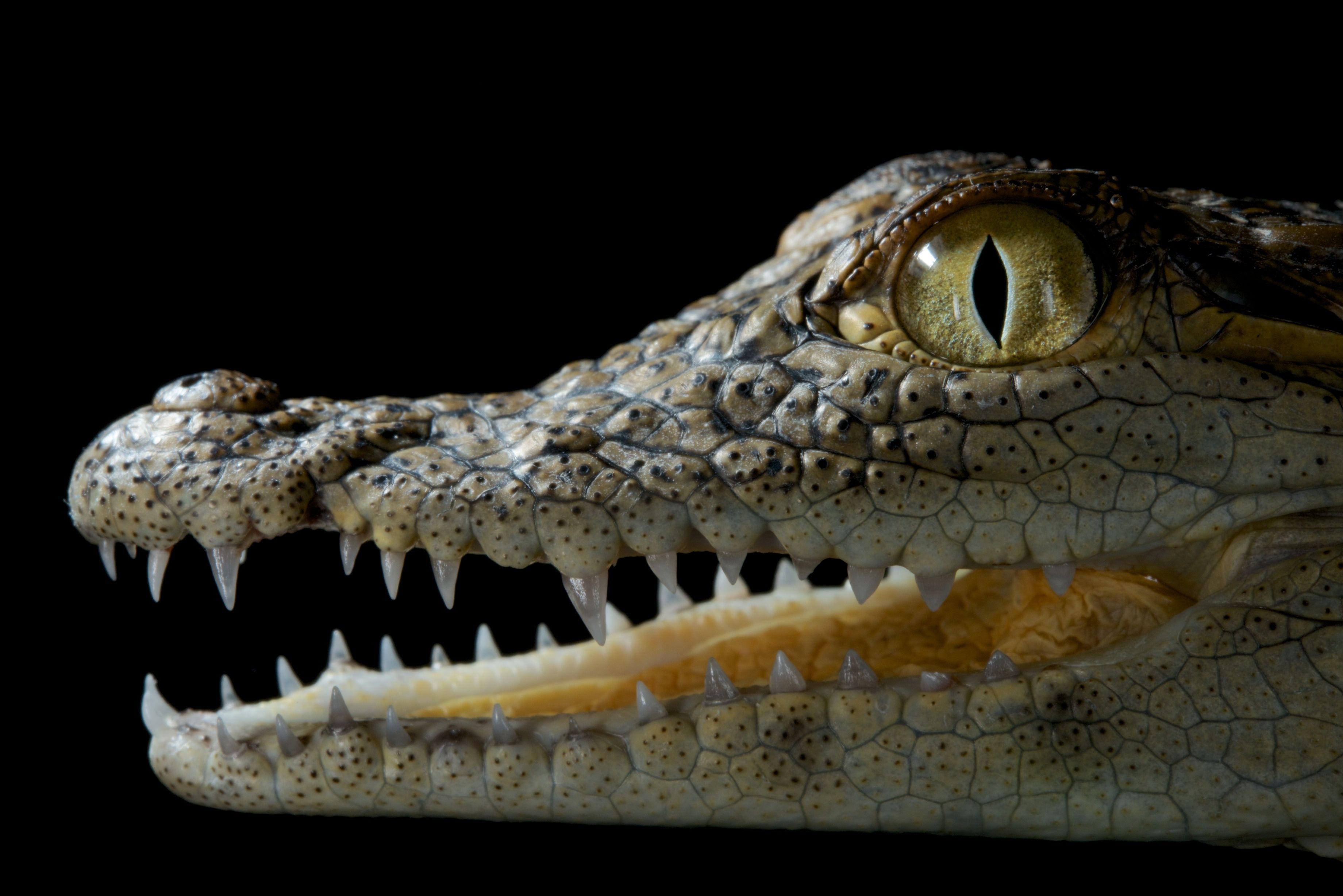 Крокодили: хладнокрвне убице 5