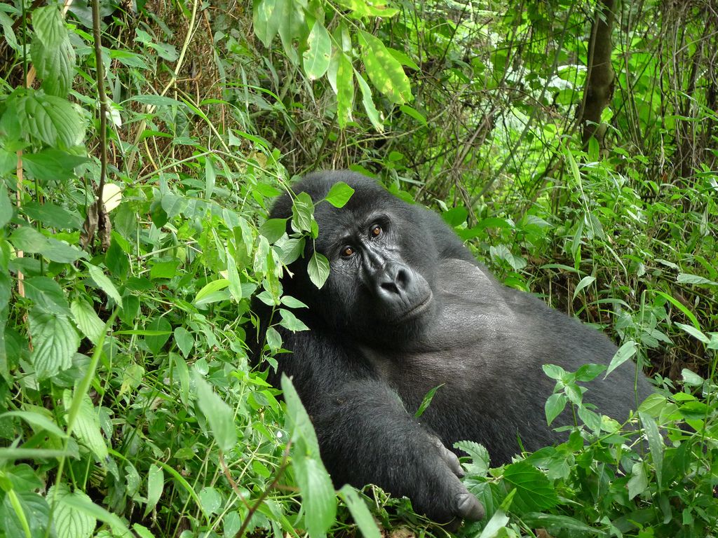 Read more about the article Како природа награђује брижне тате гориле?