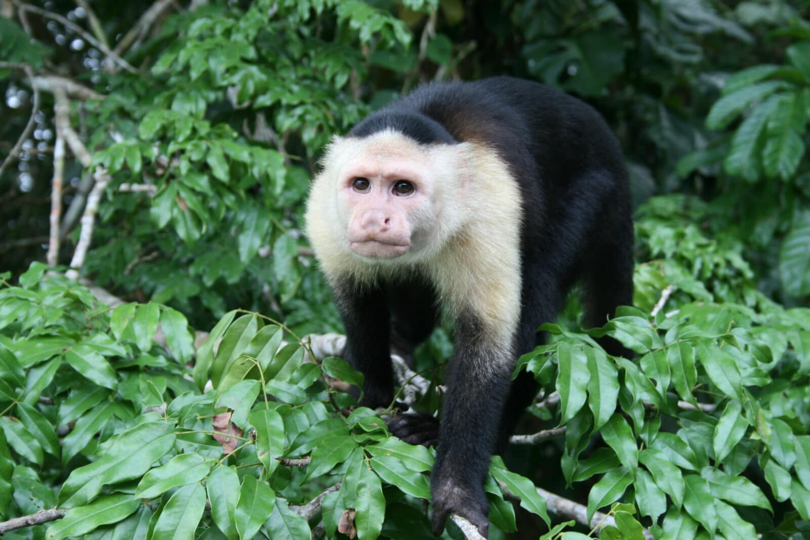 Зашто порторикански мајмуни постају – жути 1