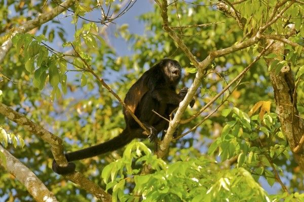 Зашто порторикански мајмуни постају – жути 2