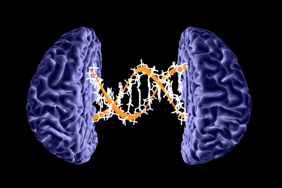 Да ли генетика утиче и на величину мозга? 2