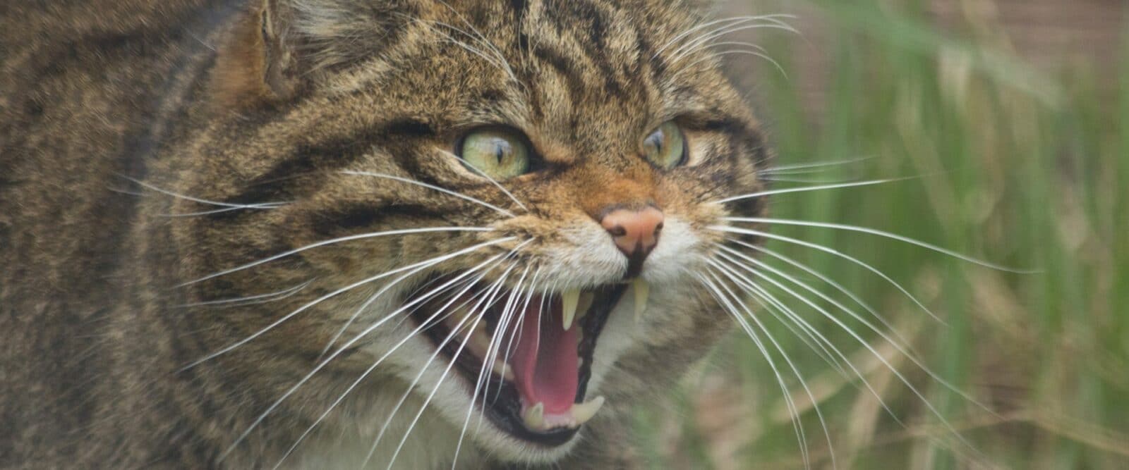 Read more about the article Шкотска дивља мачка пред истребљењем