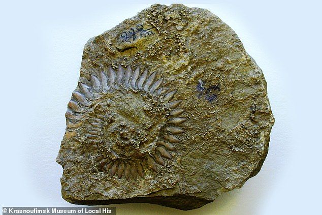 Пронађен фосил праисторијске рибе са тестерастим зубима 4