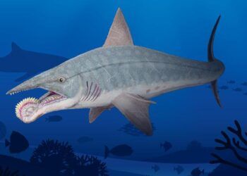 Пронађен фосил праисторијске рибе са тестерастим зубима 8