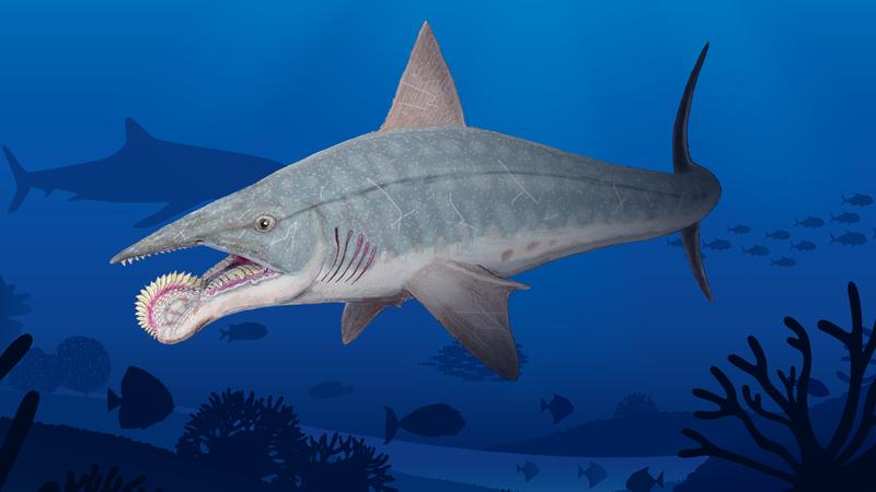 Read more about the article Пронађен фосил праисторијске рибе са тестерастим зубима